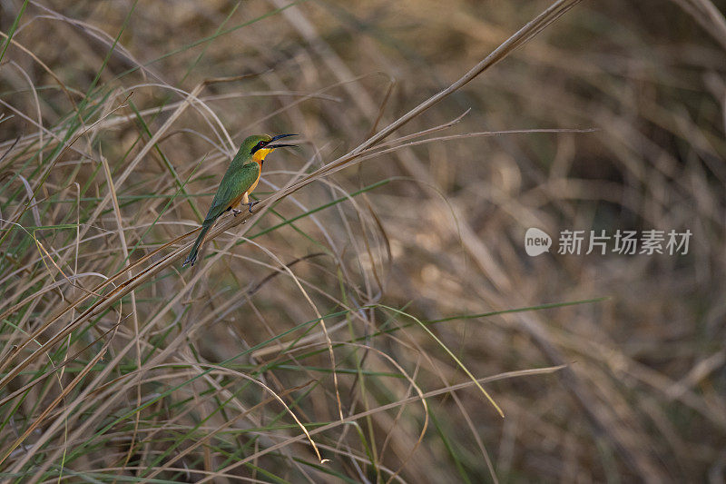 小食蜂鸟(Merops pusillus)， Zakouma国家公园，乍得